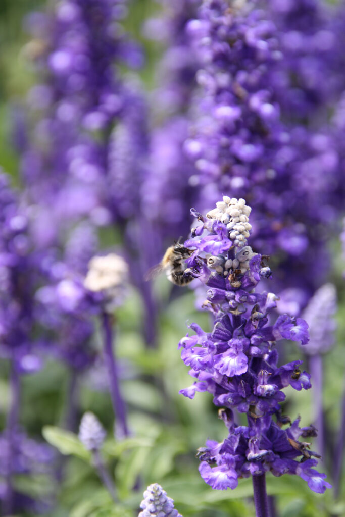 Biene in lila Blume, Foto von Felix Emmelmann