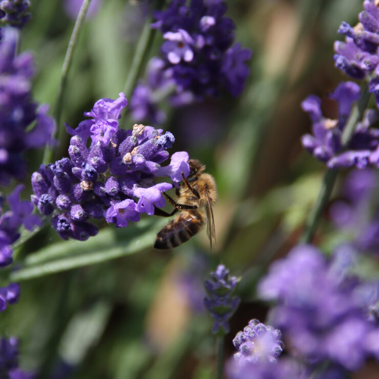 Biene in Blume, Foto von Felix Emmelmann