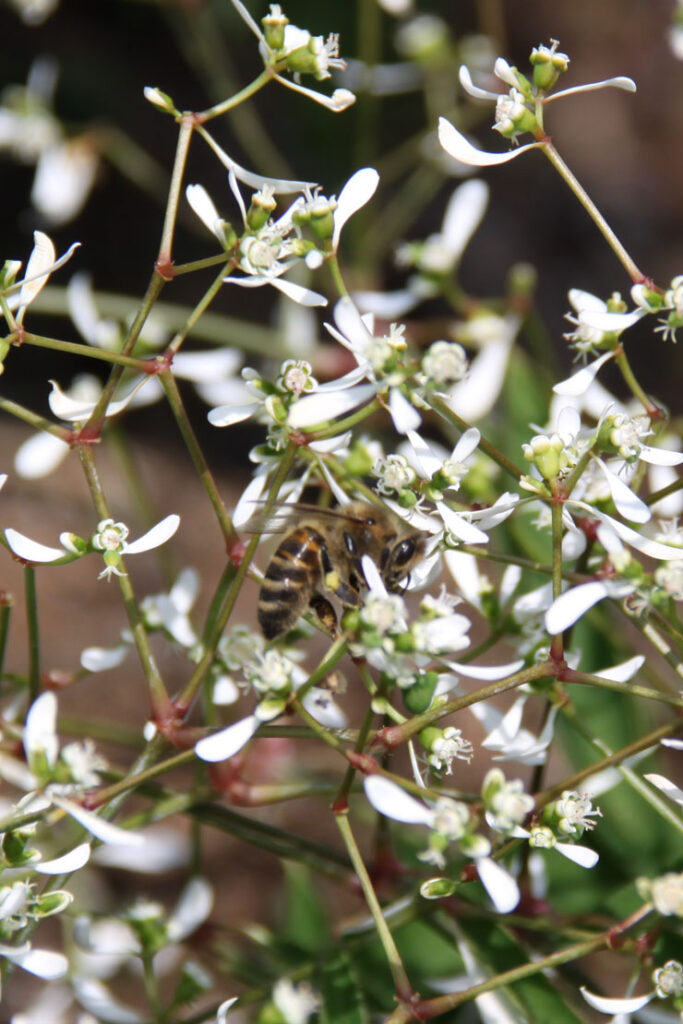 Biene in weißer Blume, Foto von Felix Emmelmann