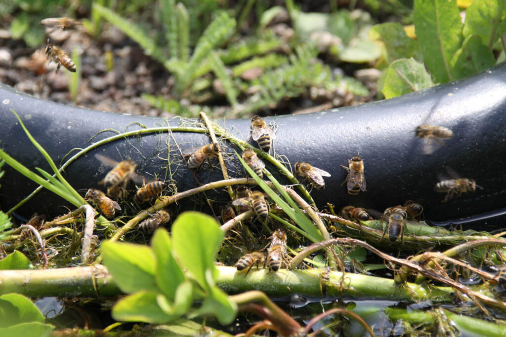 Bienen an Wasser, Foto von Felix Emmelmann