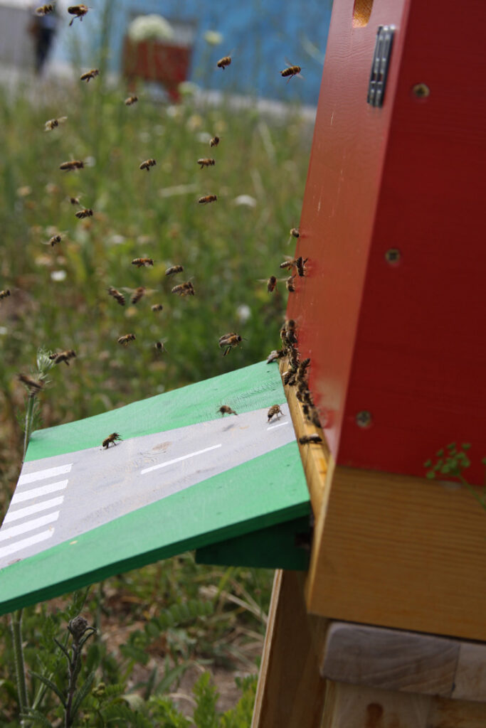 Bienenstock, Foto von Felix Emmelmann