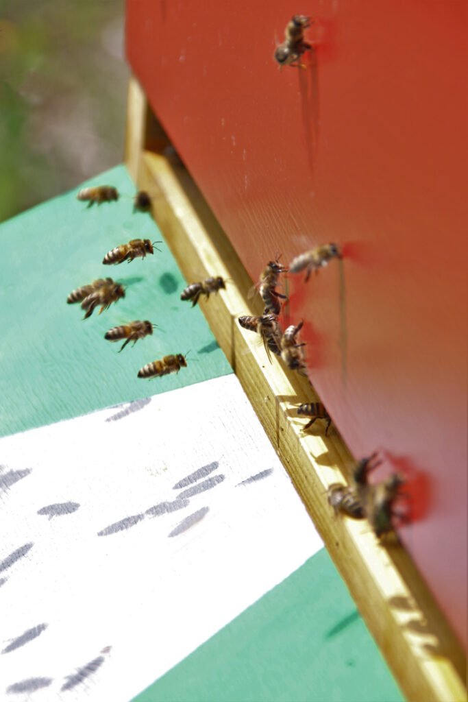 Bienenstock Nahaufnahme, Foto von Felix Emmelmann