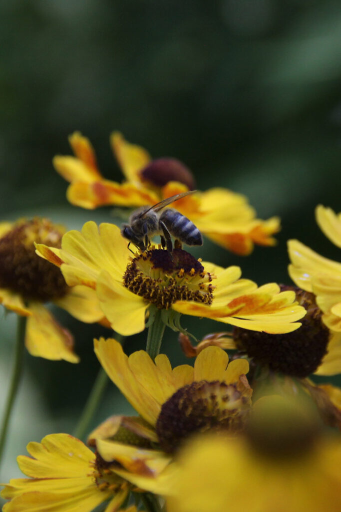 Biene auf gelber Blume, Foto von Felix Emmelmann