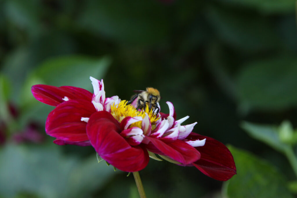 Biene auf roter Blume, Foto von Felix Emmelmann