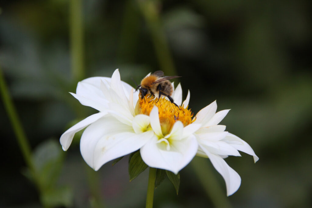 Biene auf weisser Blume, Foto von Felix Emmelmann