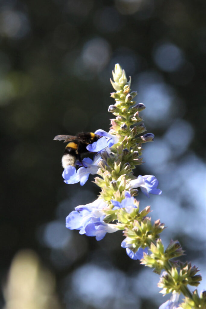 Hummel auf blauer Blume, Foto von Felix Emmelmann