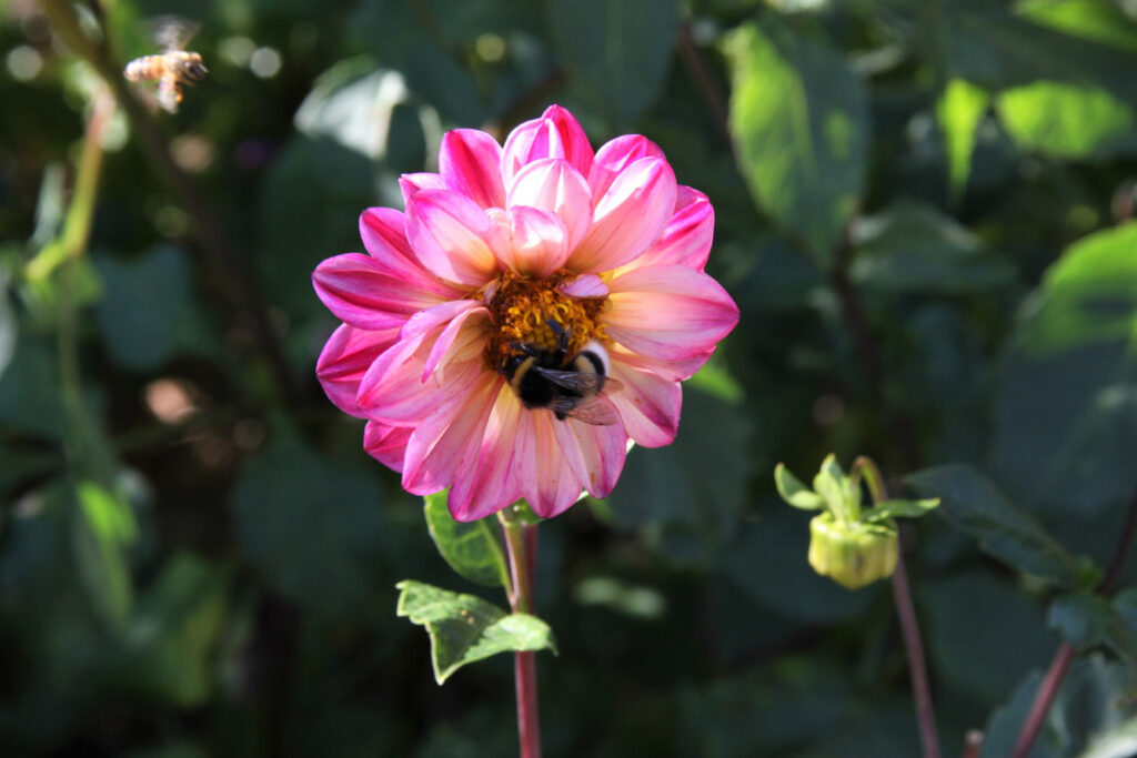 Hummel auf pinker Blume, Foto von Felix Emmelmann